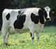 Organic dairy cow