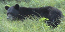 Bear on Stockton Island