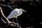 Ardea alba Linnaeus 1758