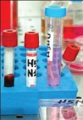 Vials of H5N1 virus in  laboratory tray