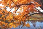fall maple colors