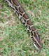 Burmese python - National Park Service Photo