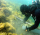 Super sucker removing alien algae from reef - photo by Nature Conservancy