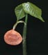 epigeal germination-cryptocotylar seedling, page 97