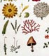 illustrations of flowers, mushroom