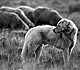 dog guarding sheep