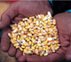 Corn grains in a pair of hands