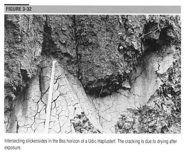 Intersecting slickensides in the Bss horizon of a Udic Haplustert.