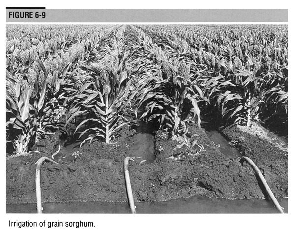 Irrigation of grain sorghum