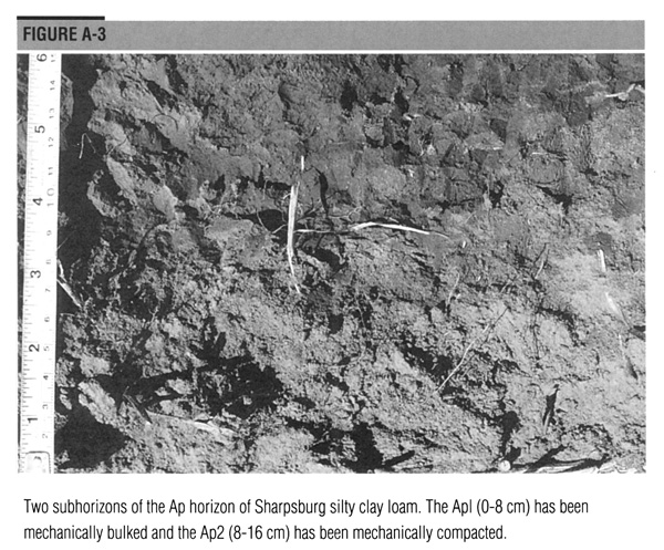 Two subhorizons of the Ap horizon of Sharpsburg silty clay loam