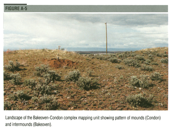 Landscape of the Bakeoven-Condon complex mapping unit showing pattern of mounds (Condon) and intermounds (Bakeoven).