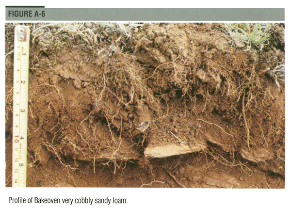 Profile of Bakeoven very cobbly sandy loam