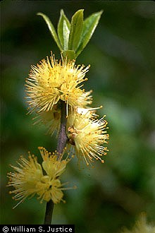 Photo of Symplocos tinctoria (L.) L'Hér.