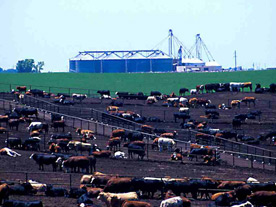 Concentrated Animal Feeding Operations (CAFOs) Pollution Prevention