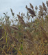 Phragmites australis