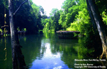 Ocklawaha River is filled with debris is a result of hurricanes Francis and Jeanne that ravaged Marion County, Florida in 2004