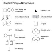 Standard pedigree nomenclature; diagram shows common symbols used to draw a pedigree.