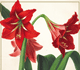 Christmas Amaryllis Holiday Cards