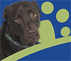 A close up of a dog with a green paw print behind him.