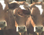 feedlot cows