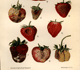 missionary strawberry affected with the Rhizoctonia hard brown rot