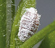 Pink Hibiscus Mealybug