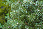 subalpine fir (NRCS image -- J.S. Peterson @ USDA-NRCS PLANTS Database -- click to enlarge)