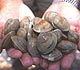 Little neck clams