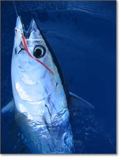 hooked gray tuna