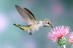 eighty percent of the approximately 1,400 seed plants grown around the world require pollination by animals like the hummingbird