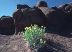 desert flowers bloom briefly during the late spring in Southern Utah