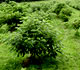 [Photo:] Butternut tree on research plantation