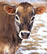 Close-up of a jersey cow