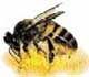 Single honeybee