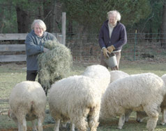 Carol and Richard Tripp feeding sheep