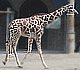 Giraffe baby in zoo