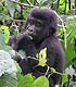 A young gorilla eating leaves
