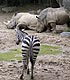 Zebra facing rhinos in a zoo mixed species exhibit