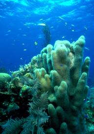Figure 1. Shallow water coral reefs. Photo courtesy of Allen Yurek underwater photo collection.