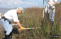 Figure 2. South Carolina Oyster Restoration and Enhancement (SCORE) volunteers measuring shoreline/salt marsh erosion along volunteer constructed oyster reefs. Photo courtesy of South Carolina Department of Natural Resources, Columbia, SC.