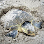 Kemp's ridley sea turtle nesting on Padre Island