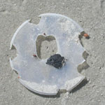 Pop tops are often found with diamond-shaped holes on Padre Island beaches.  These are the bite marks left by sea turtles.  Ingestion of foreign matter kills a small percentage of sea turtles every year and contributes to the demise of all five species in the Gulf of Mexico.