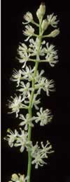 Black Cohosh