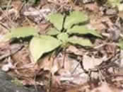 American ginseng (Panax quinquefolius) growing in the Ozark Mountains.  Photo by Katherine Adam.