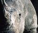 Extreme close-up of a white rhinoceros head