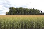 Minnesota cornfield (NRCS photo)