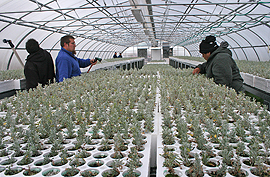 Tribal members at work in greenhouse