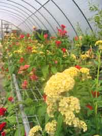 High tunnels protect high value crops.