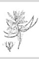 View a larger version of this image and Profile page for Cyrilla racemiflora L.