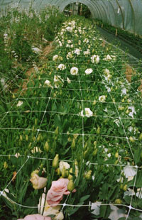 Floral netting